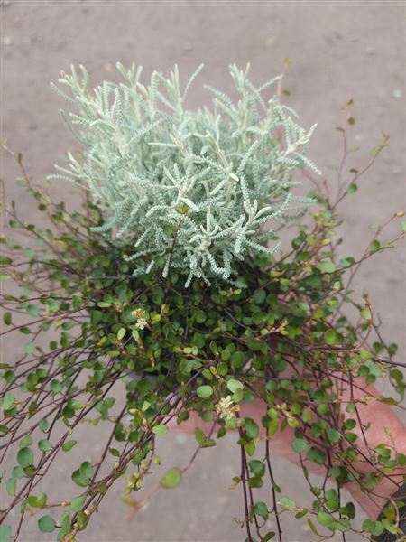 svatolína / muehlenbeckie