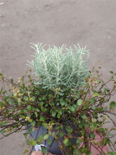 svatolína / muehlenbeckie