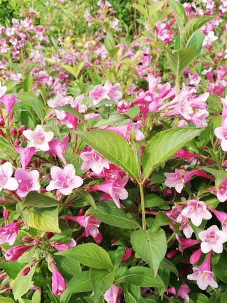 Vajgélie květnatá 