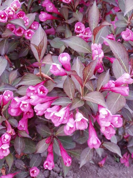 Vajgélie květnatá 