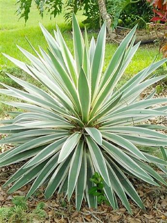 Juka nádherná 'Variegata'