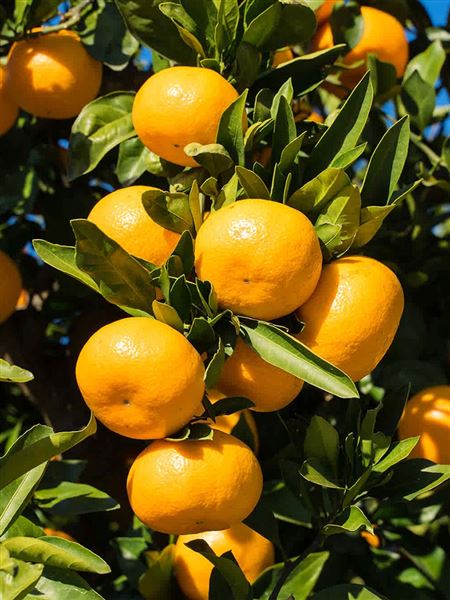 Citroník mandarinka