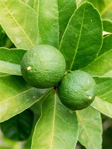 Citroník limeta