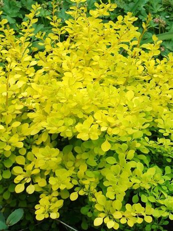 Dřišťál Thunbergův 'Golden Carpet'
