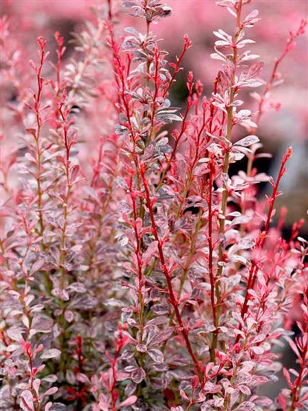 Dřišťál Thunbergův 