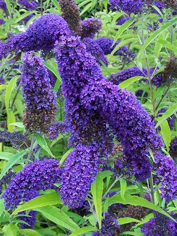 Komule Davidova 'Adonis Blue'