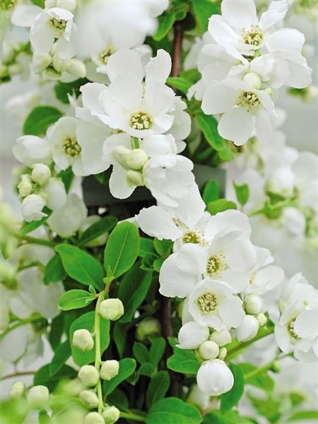 Hroznatec květnatý 