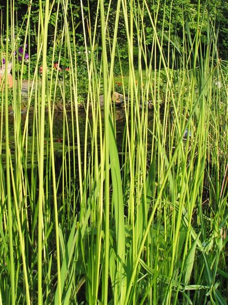 Skřípinec jezerní 