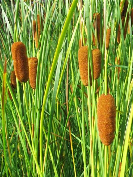 Orobinec sítinovitý