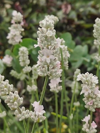 Levandule lékařská 'White Scent Early'