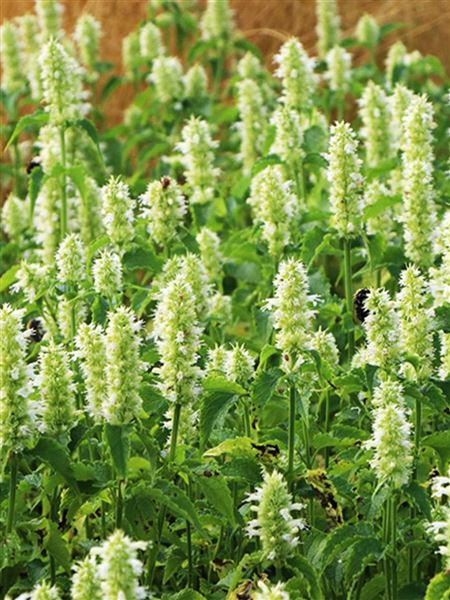 Agastache svraskalá 