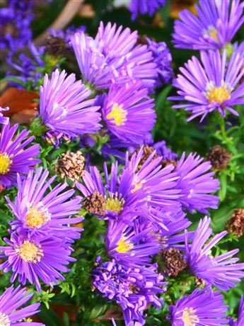 Hvězdnice novobelgická 'Purple'