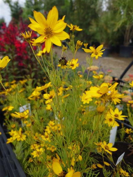 Krásnoočko přeslenité 