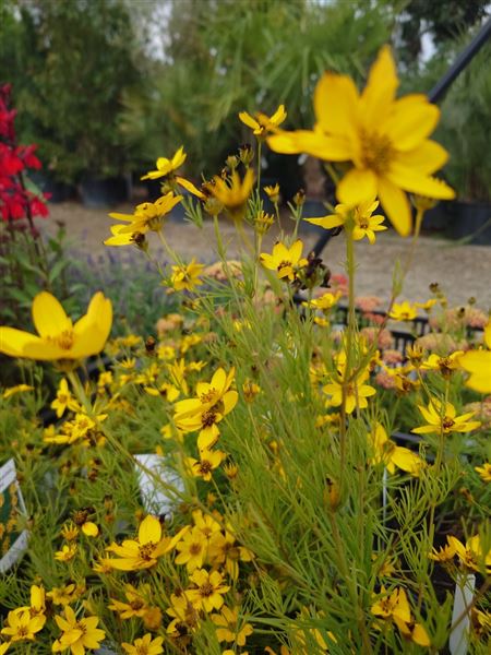 Krásnoočko přeslenité 