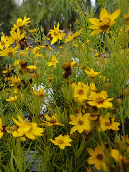 Krásnoočko přeslenité 