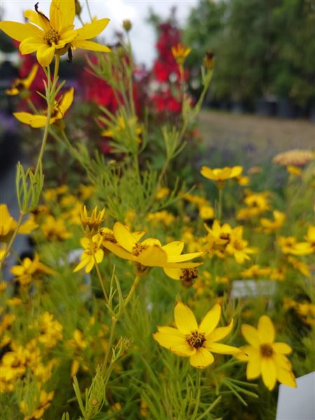 Krásnoočko přeslenité 