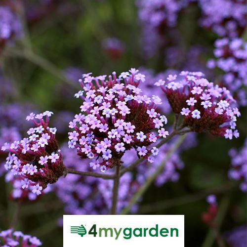 Sporýš argentinský 