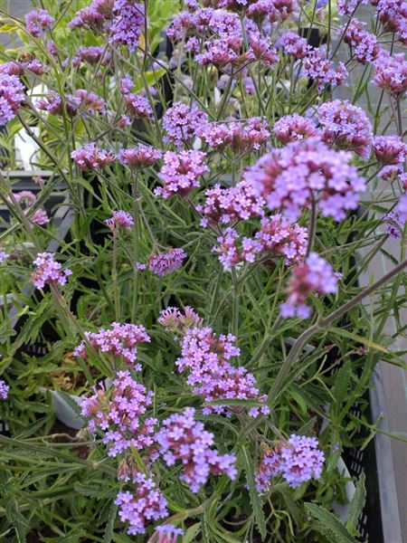 Sporýš argentinský 