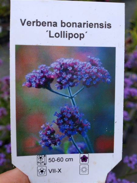 Sporýš argentinský 