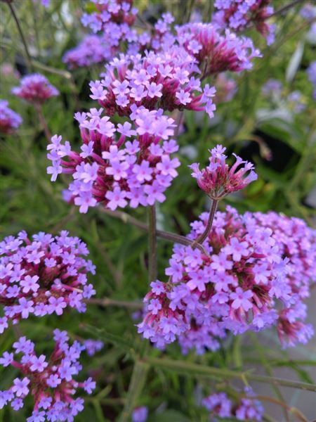 Sporýš argentinský 