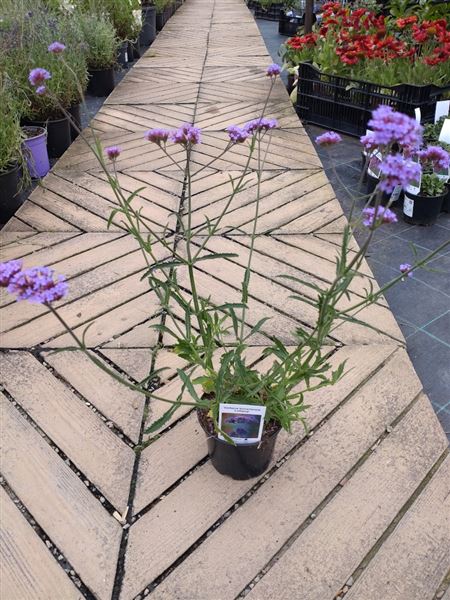 Sporýš argentinský 