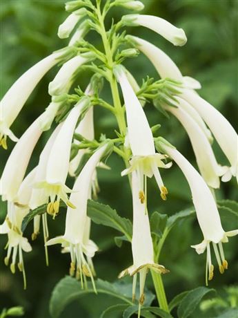 Fygelius 'Candy Drops Cream'