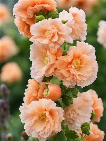 Topolovka růžová 'Double Apricot'