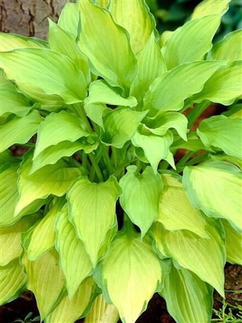 Bohyška 'Lady Guinevere'