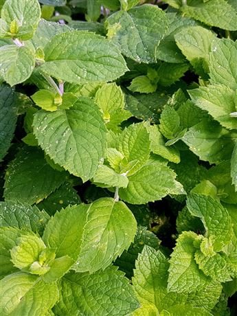 Máta jablečná 'Applemint'