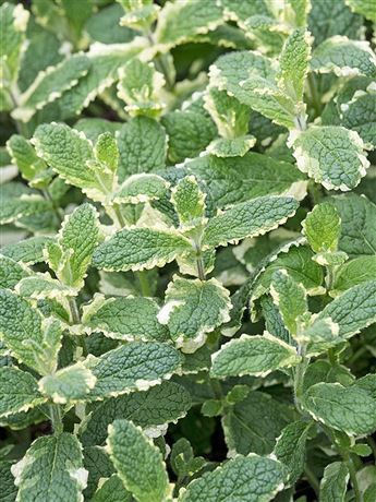 Máta ananasová 'Pineapple Mint'