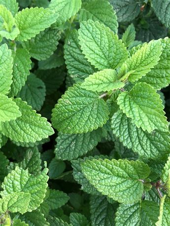 Meduňka lékařská 'Lemon Balm'