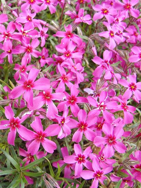 Plaménka šídlovitá 