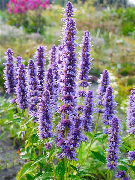 agastache 