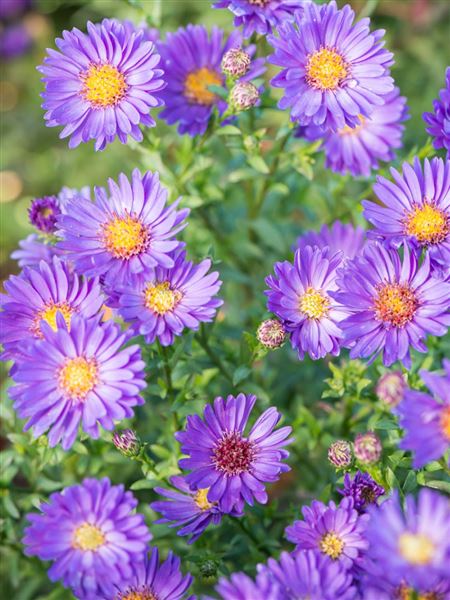 Hvězdnice novobelgická 