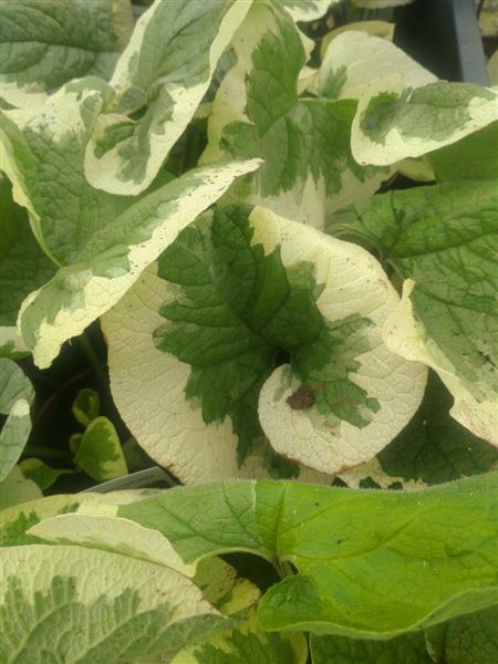 Pomněnkovec velkolistý 