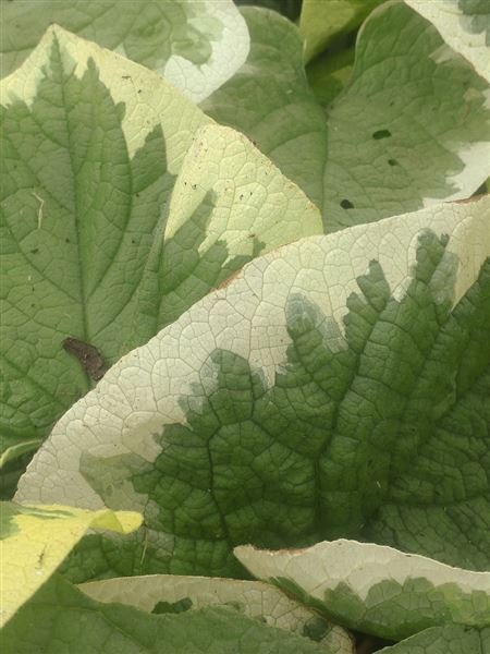 Pomněnkovec velkolistý 