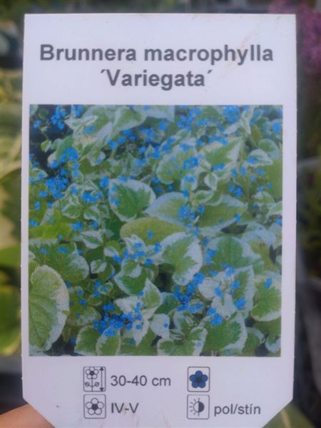 Pomněnkovec velkolistý 