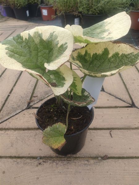 Pomněnkovec velkolistý 