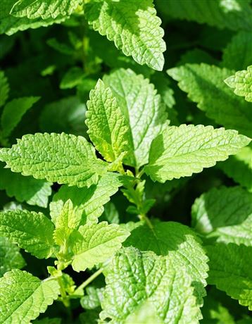 Máta jahodová 'Strawberry Mint'
