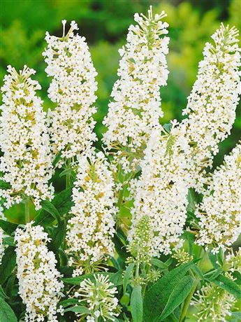 komule Davidova 'White Ball'