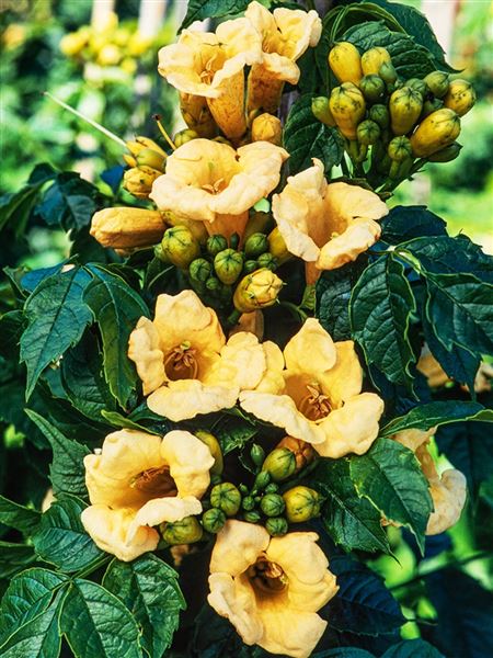 trubač kořenující 