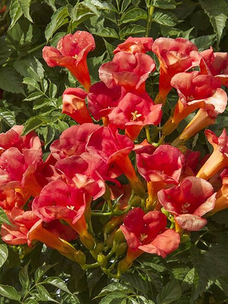 trubač Tagliabuanův 