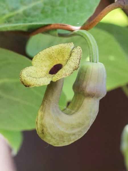 podražec velkolistý