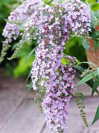 komule Davidova 'Wisteria Lane'