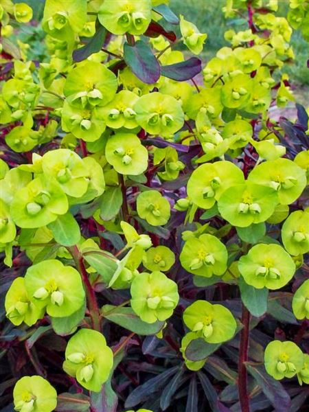 pryšec mandloňovitý 