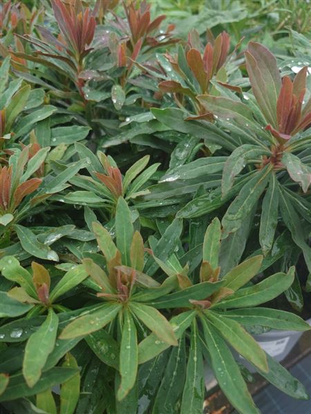 pryšec mandloňovitý 