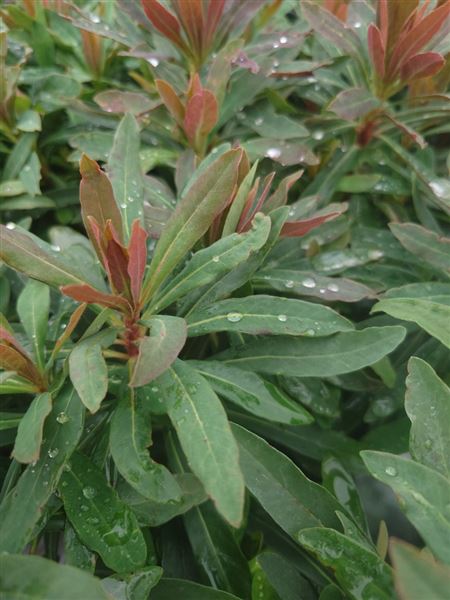 pryšec mandloňovitý 