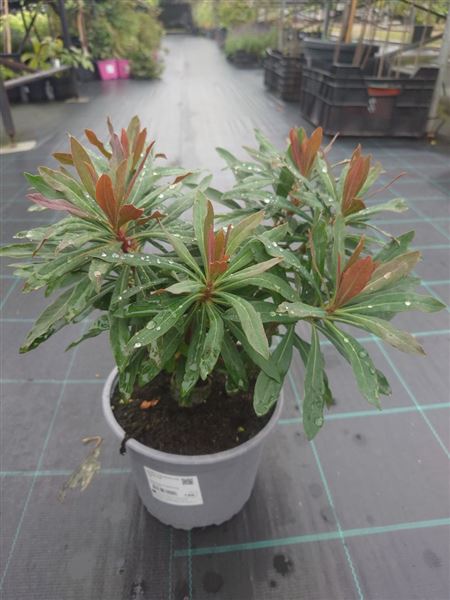 pryšec mandloňovitý 