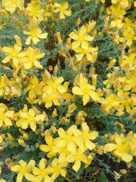 třezalka kalíškatá