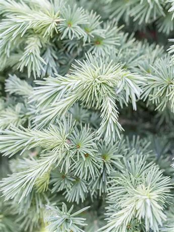 modřín japonský 'Grey Pearl'